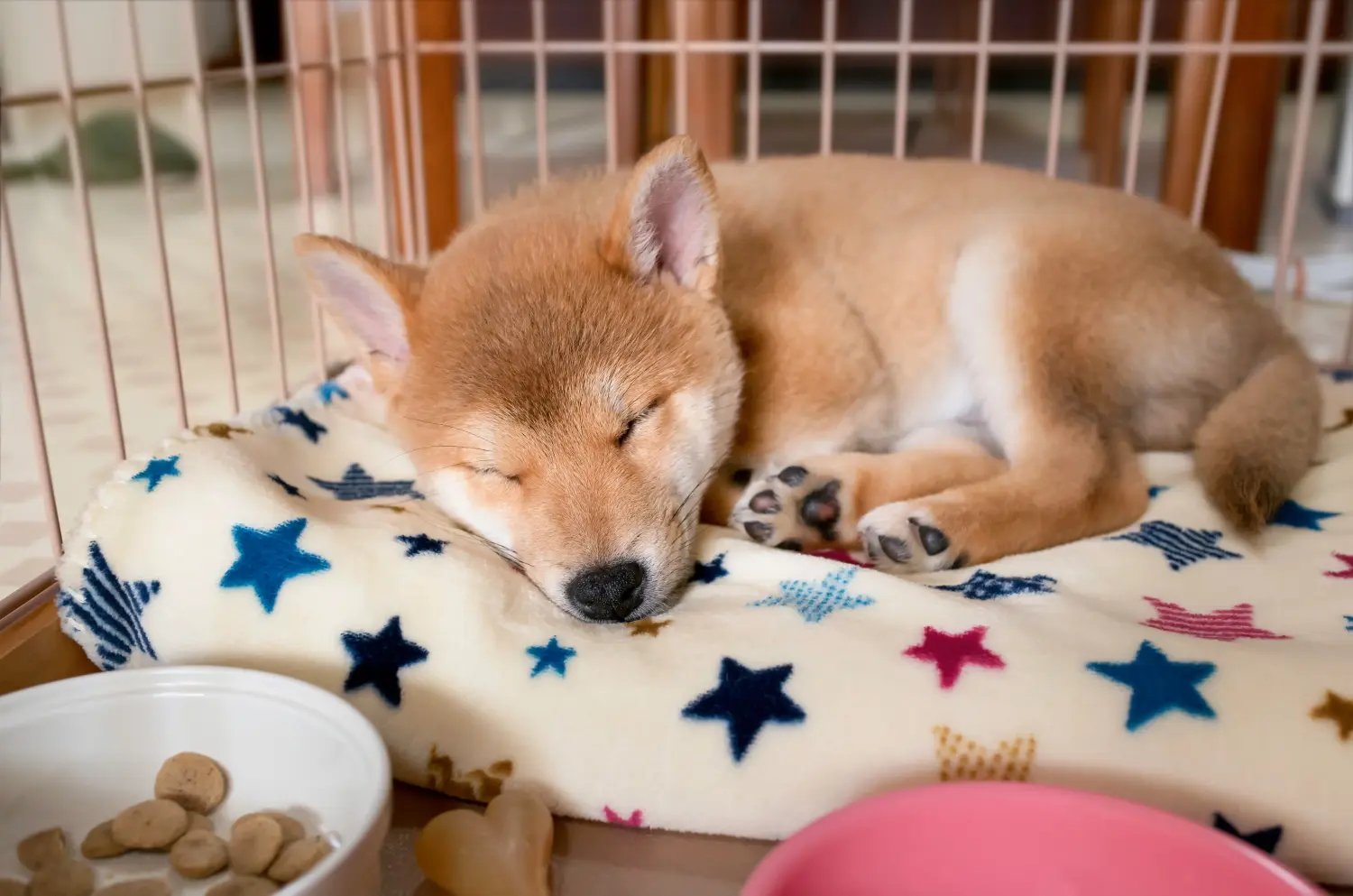 Buying a Shiba puppy means taking responsibility! Buy Shiba puppies.