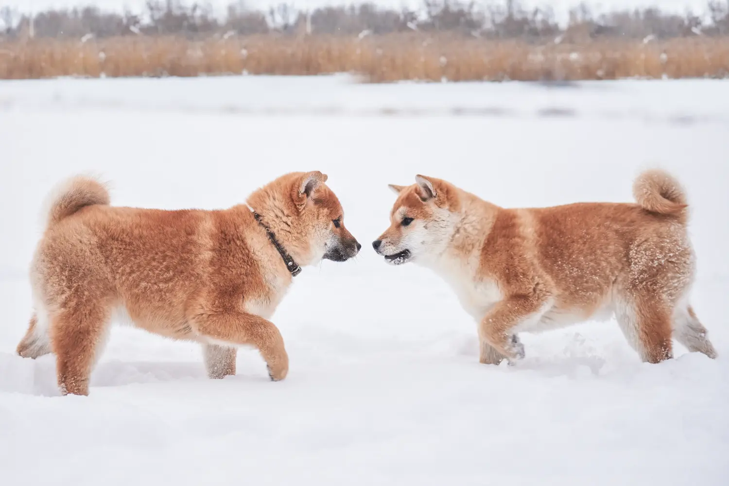 Buying a Shiba puppy means taking responsibility! Buy Shiba puppies.