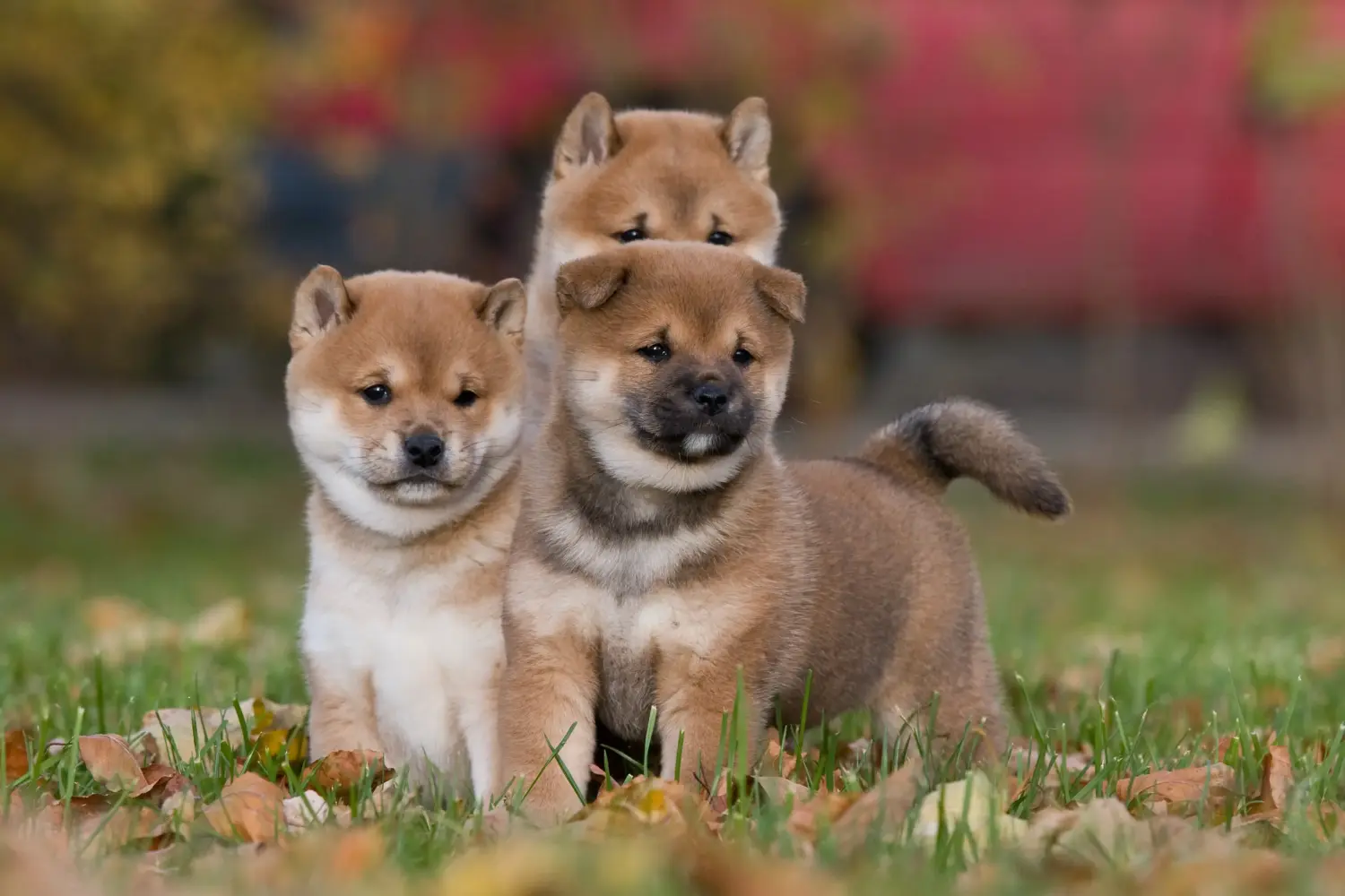 Buying a Shiba puppy means taking responsibility! Buy Shiba puppies.