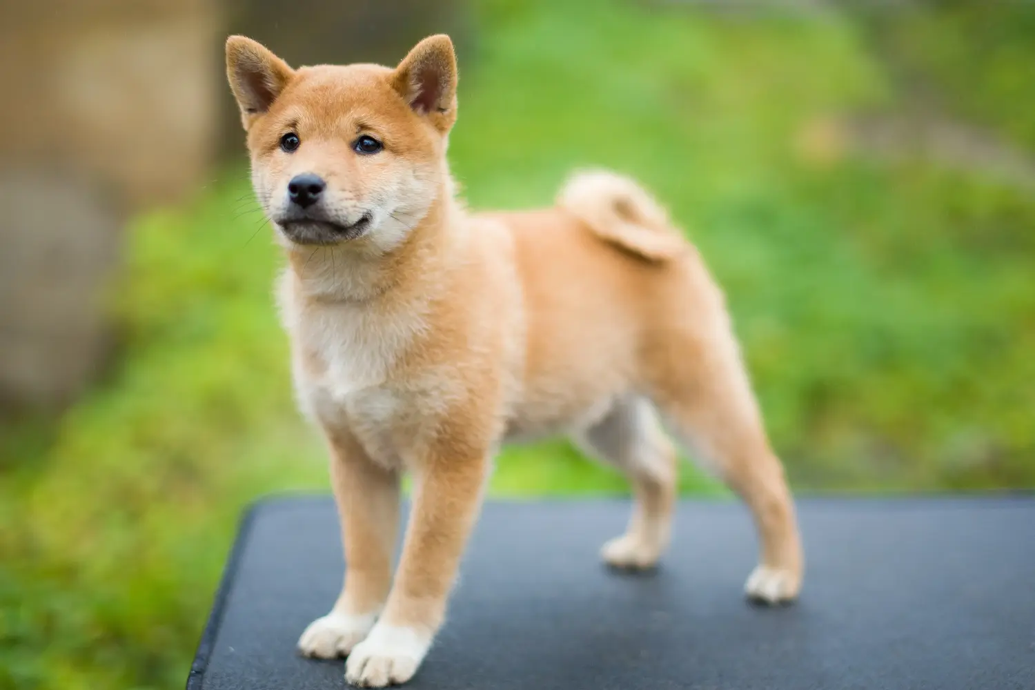 Buying a Shiba puppy means taking responsibility! Buy Shiba puppies.