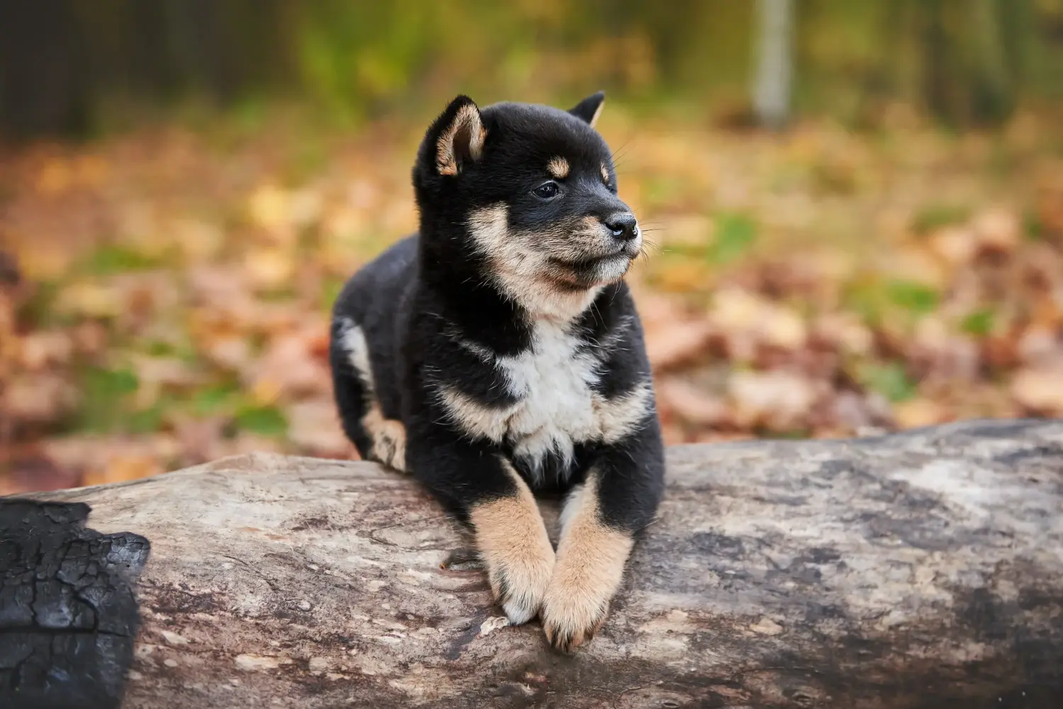 Buying a Shiba puppy means taking responsibility! Buy Shiba puppies.