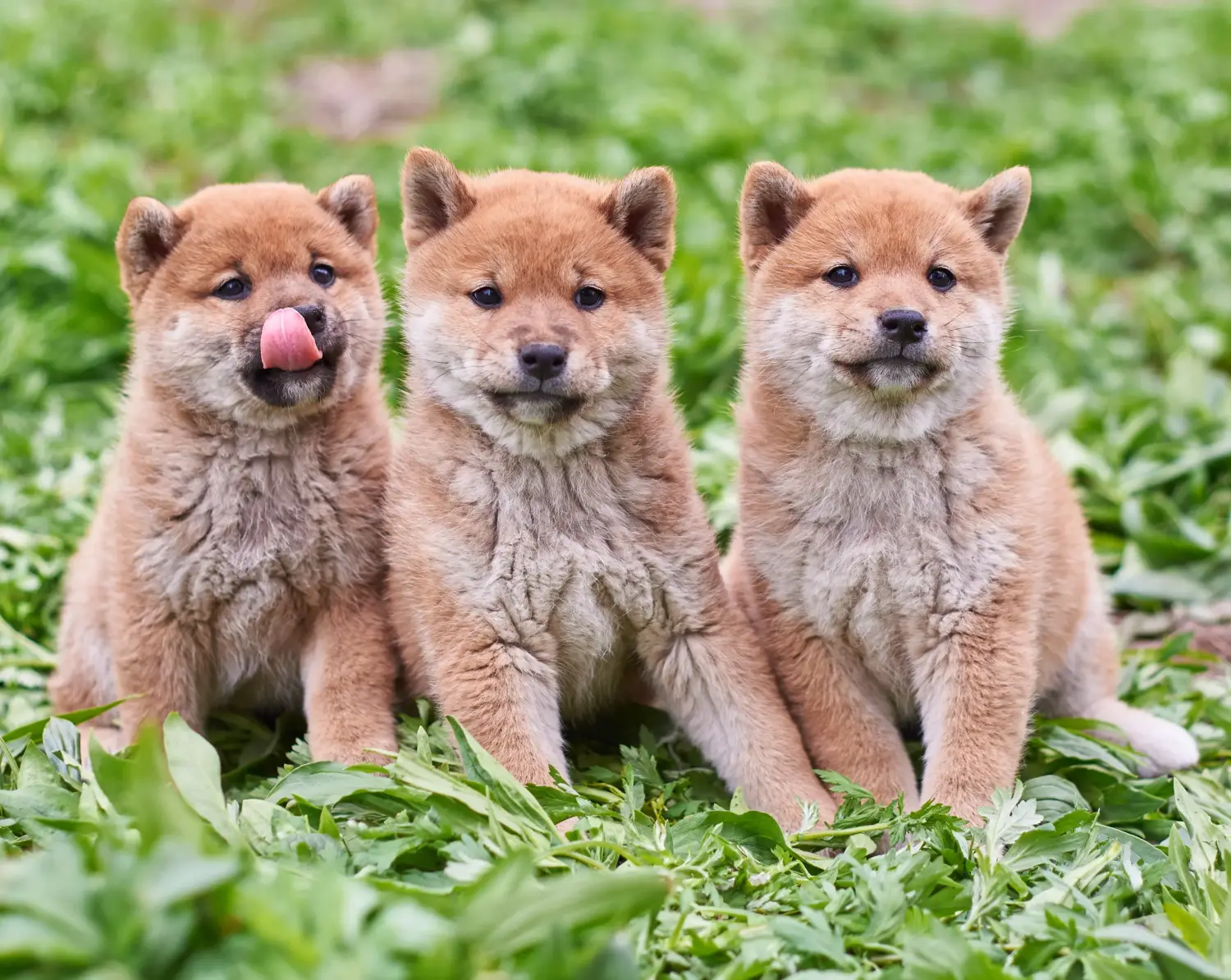 Buying a Shiba puppy means taking responsibility! Buy Shiba puppies.
