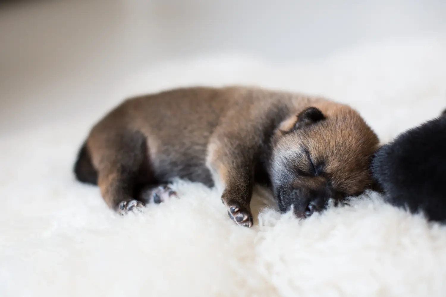 Buying a Shiba puppy means taking responsibility! Buy Shiba puppies.