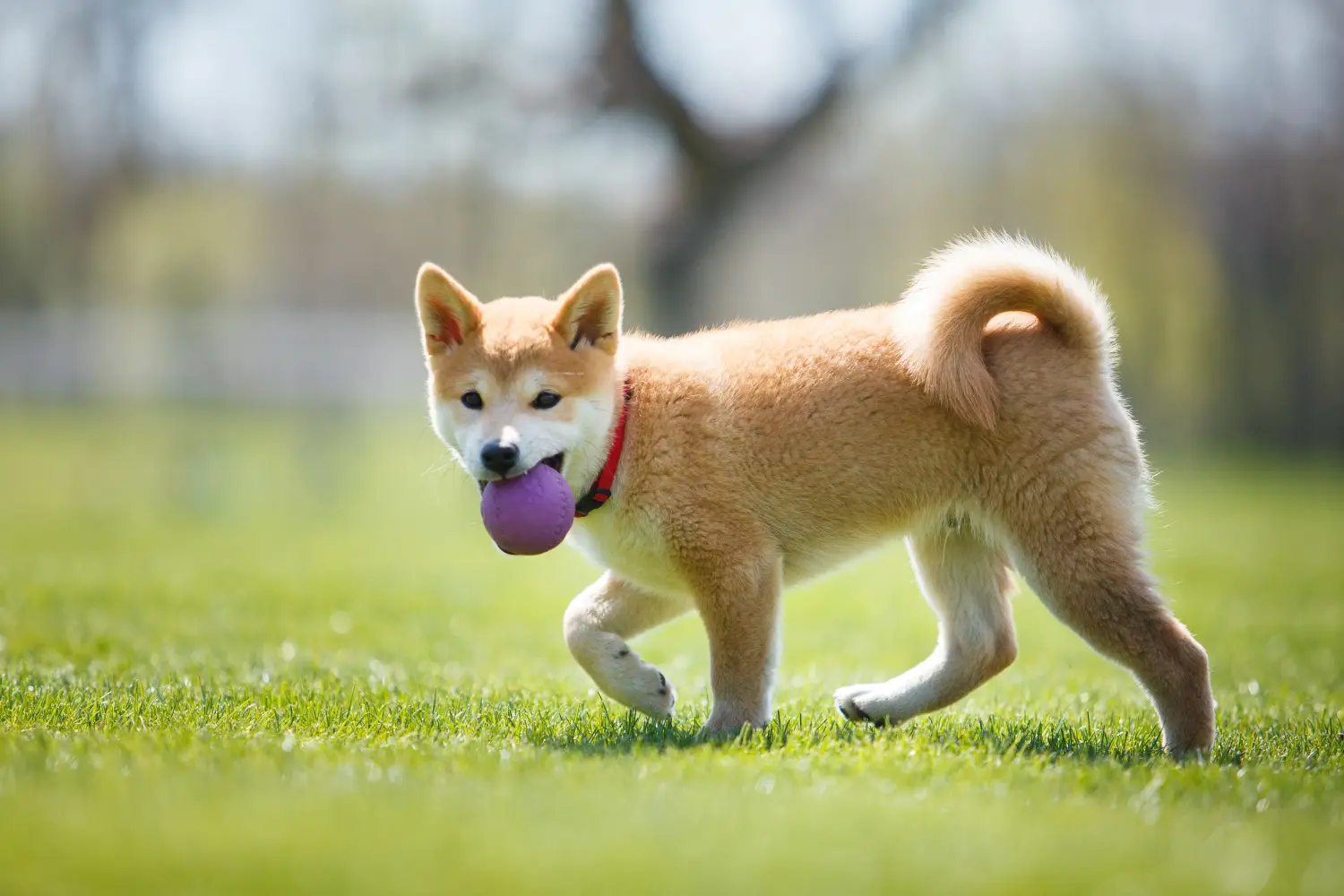 Buying a Shiba puppy means taking responsibility! Buy Shiba puppies.