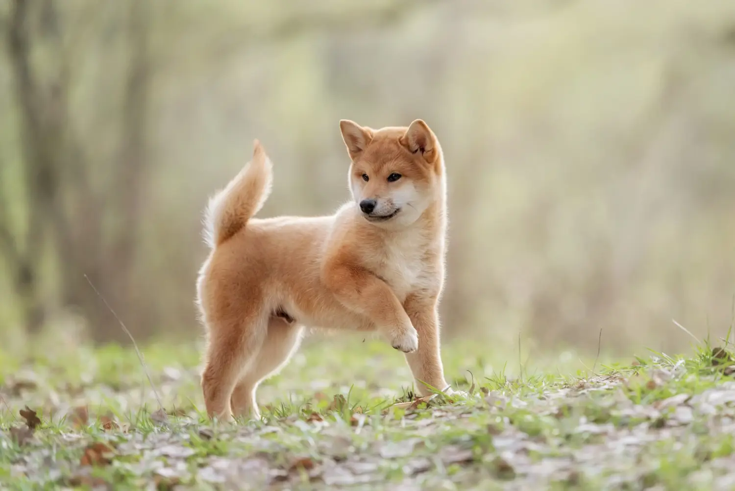 Buying a Shiba puppy means taking responsibility! Buy Shiba puppies.