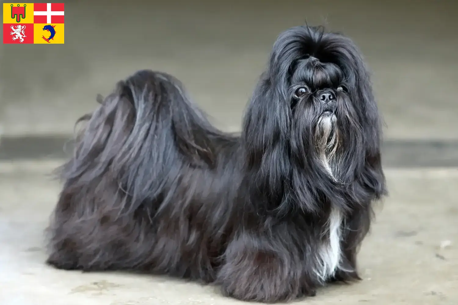 Shih Tzu puppies and breeders Auvergne-Rhône-Alpes Find Shih Tzu breeders in Auvergne-Rhône-Alpes.