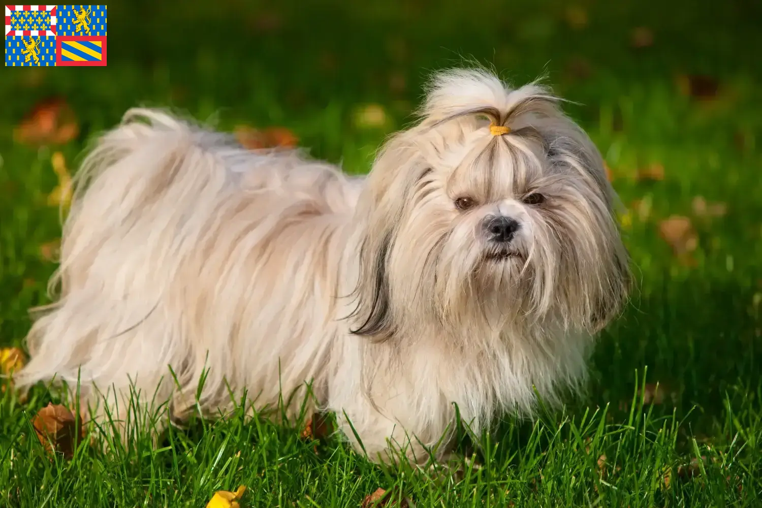 Shih Tzu puppies and breeders Bourgogne-Franche-Comté Find Shih Tzu breeders in Bourgogne-Franche-Comté.