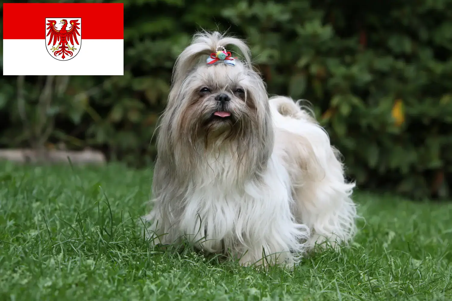 Shih Tzu puppies and breeders Brandenburg Here you can find Shih Tzu breeders in Brandenburg.