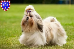 Read more about the article Shih Tzu breeders and puppies in Centre-Val de Loire
