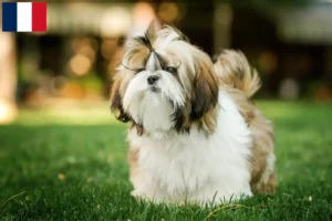 Read more about the article Shih Tzu breeders and puppies in Guadeloupe