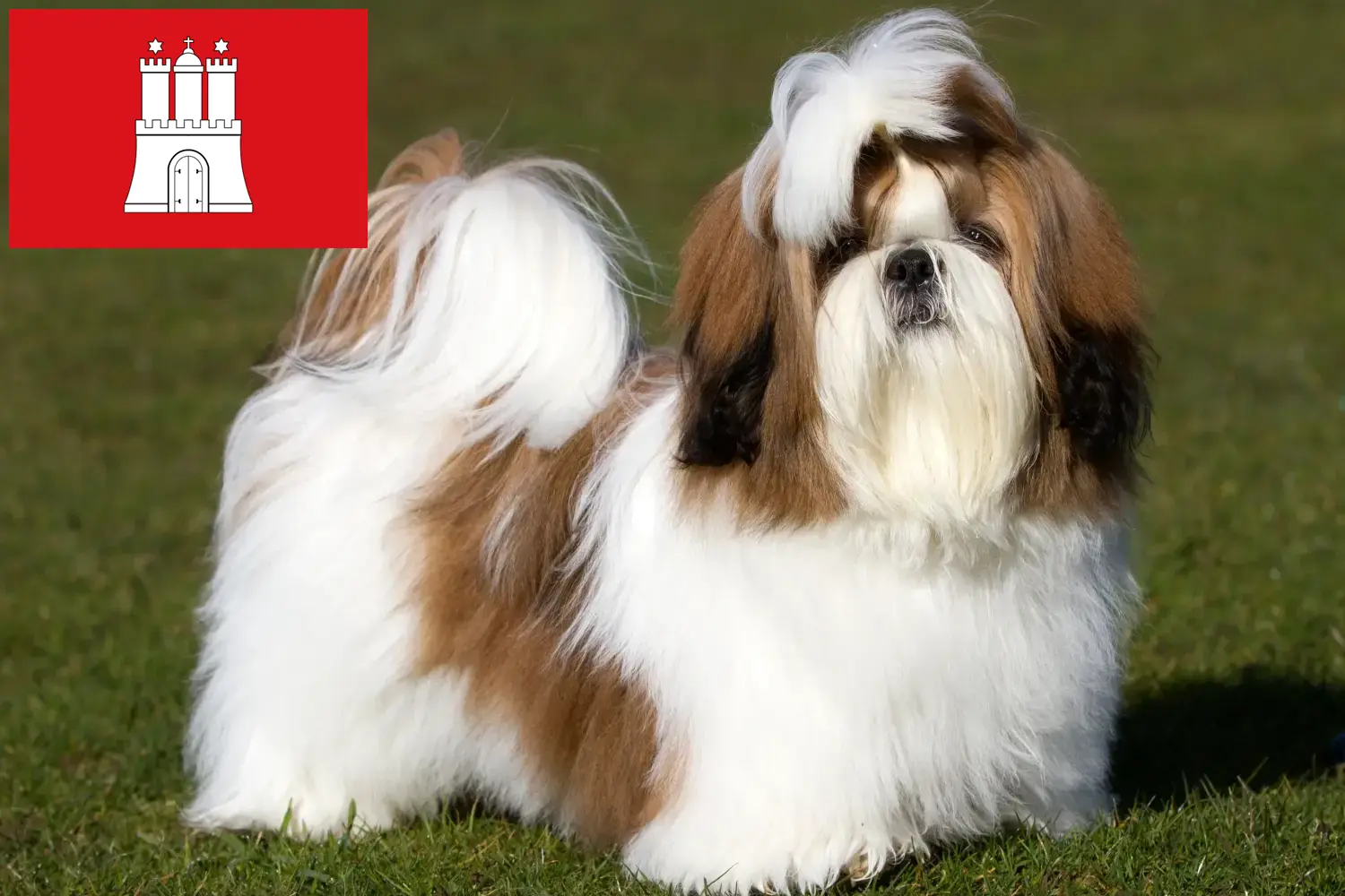Shih Tzu puppies and breeders Hamburg Find Shih Tzu breeders in Hamburg here.