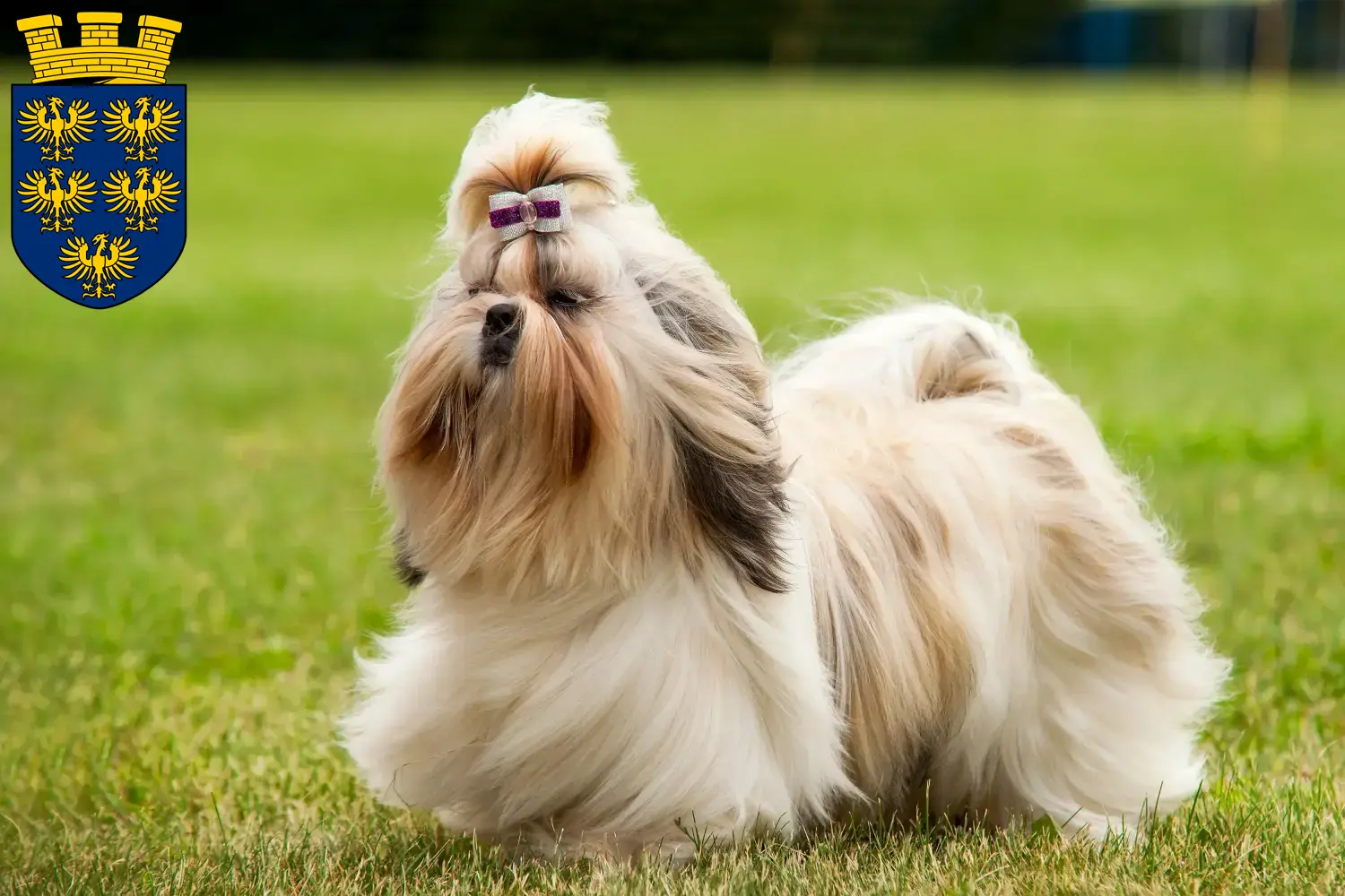 Shih Tzu puppies and breeders Lower Austria Here you can find Shih Tzu breeders in Lower Austria.