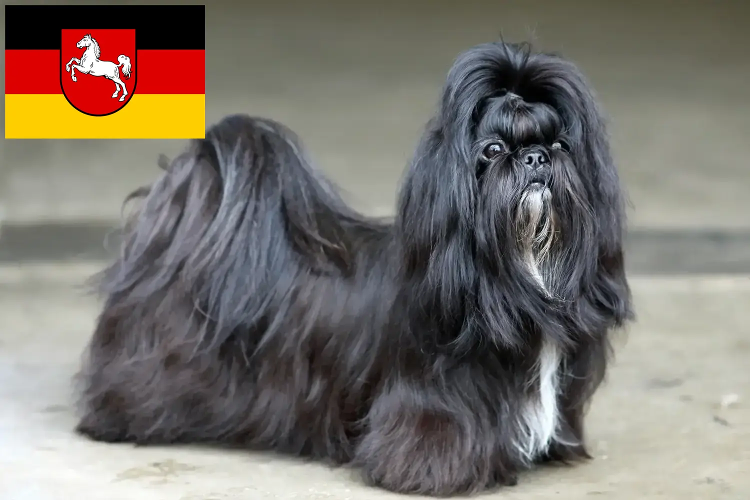 Read more about the article Shih Tzu breeders and puppies in Lower Saxony
