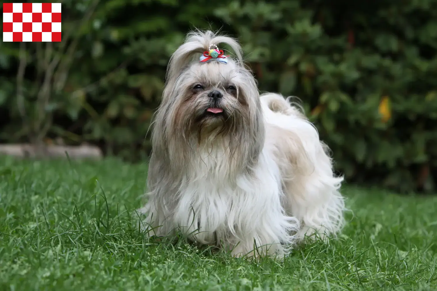 Shih Tzu puppies and breeders North Brabant Find Shih Tzu breeders in North Brabant here.