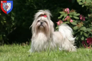 Read more about the article Shih Tzu breeders and puppies in Pays de la Loire