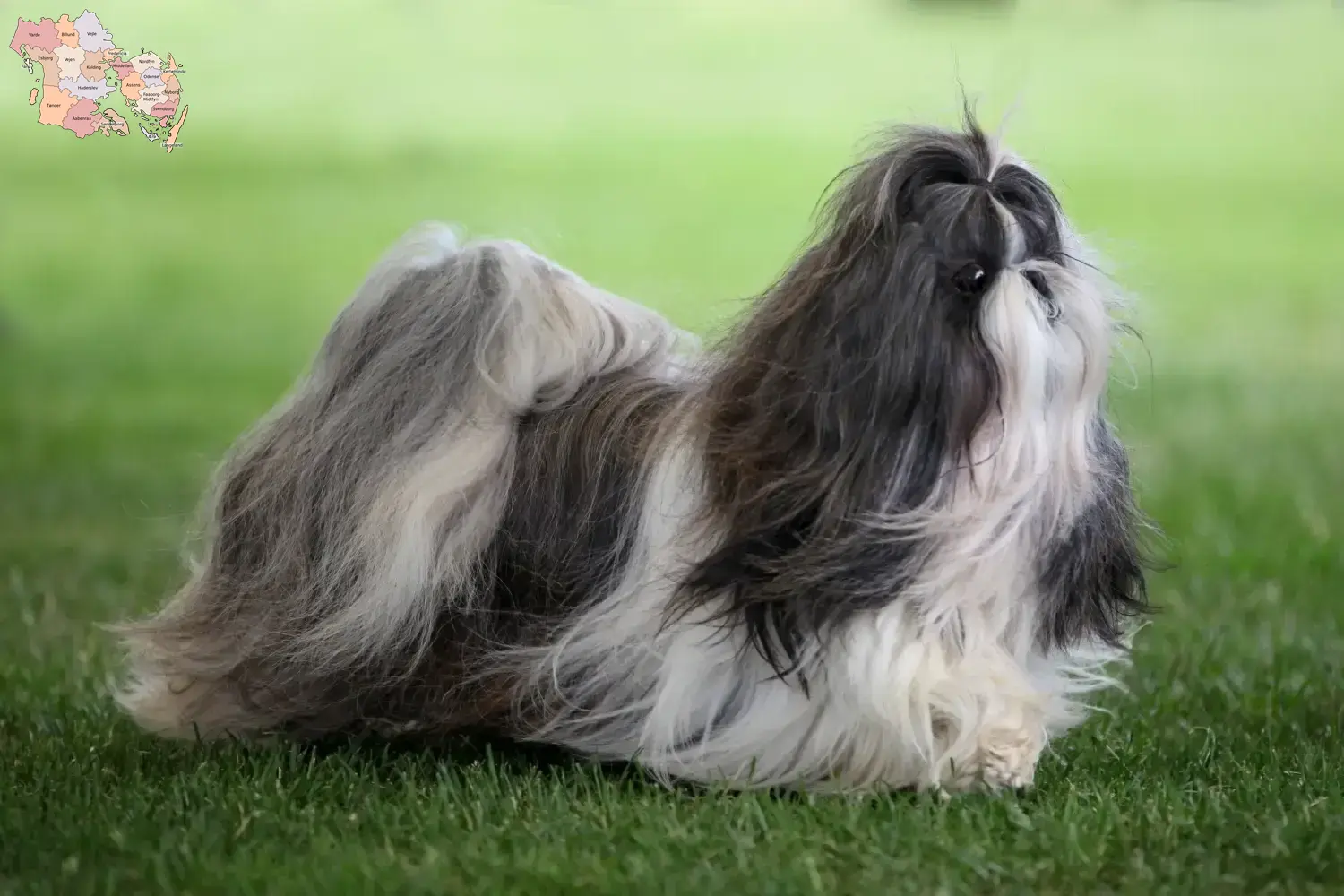 Read more about the article Shih Tzu breeders and puppies in Syddanmark