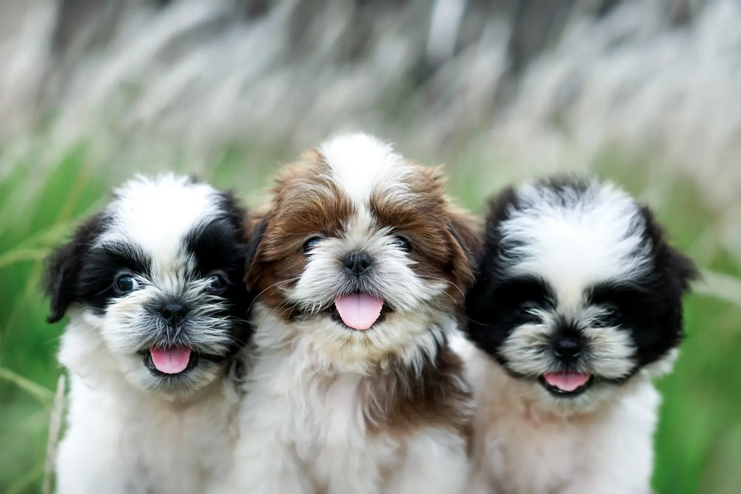 Buying a Shih Tzu puppy means taking responsibility! Buy Shih Tzu puppies.