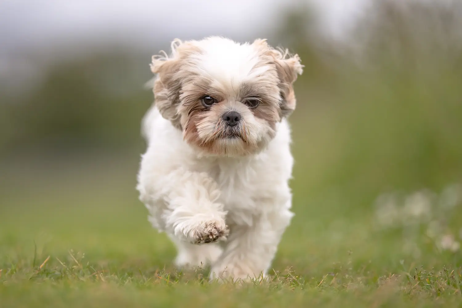 Buying a Shih Tzu puppy means taking responsibility! Buy Shih Tzu puppies.