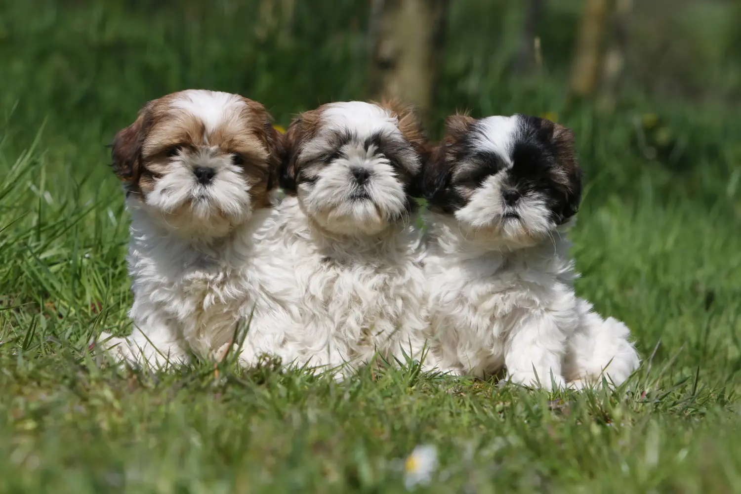 Buying a Shih Tzu puppy means taking responsibility! Buy Shih Tzu puppies.