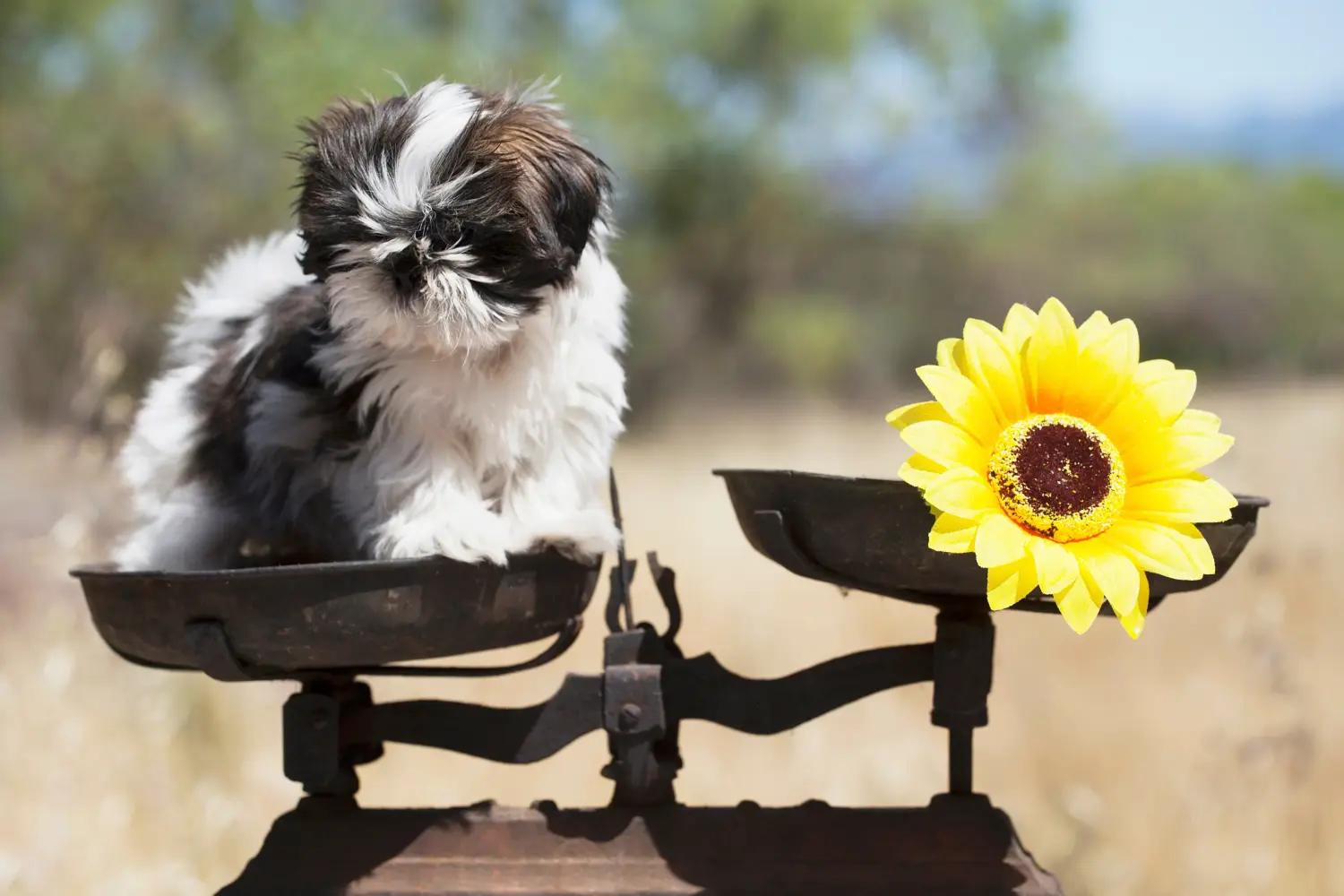 Buying a Shih Tzu puppy means taking responsibility! Buy Shih Tzu puppies.