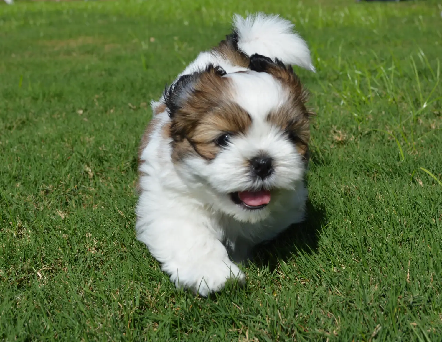 Buying a Shih Tzu puppy means taking responsibility! Buy Shih Tzu puppies.