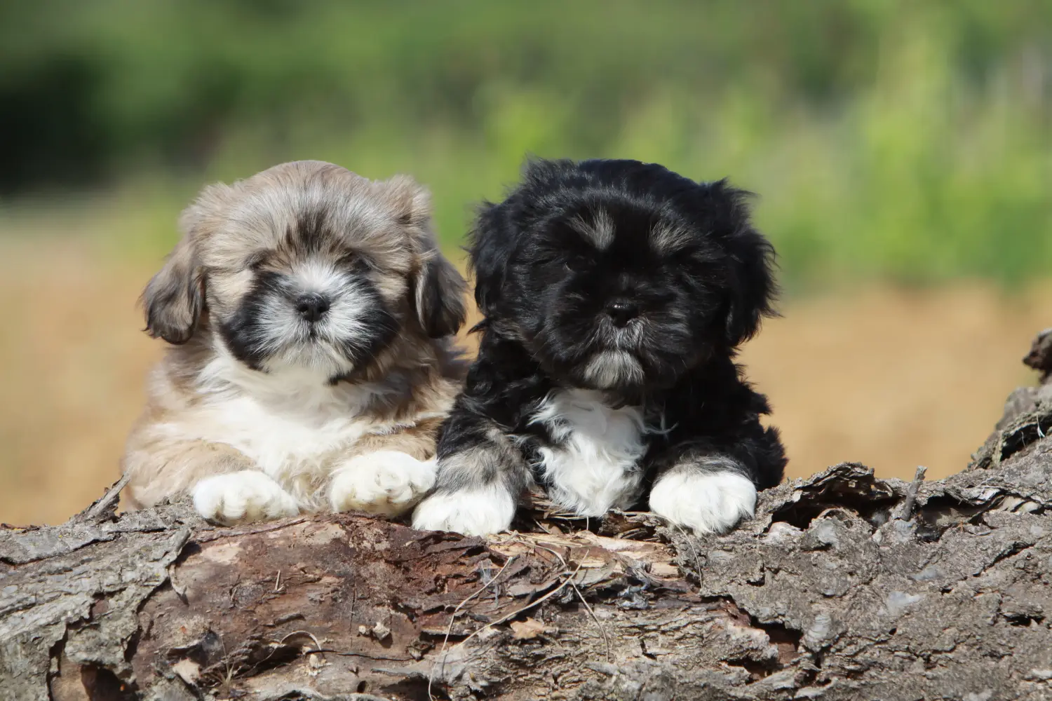 Buying a Shih Tzu puppy means taking responsibility! Buy Shih Tzu puppies.