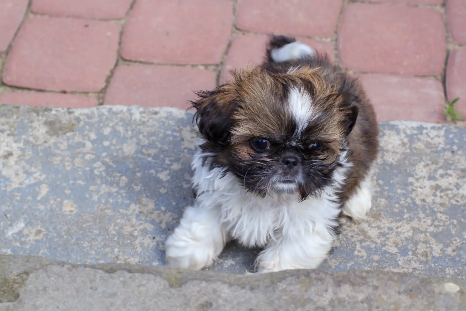 Buying a Shih Tzu puppy means taking responsibility! Buy Shih Tzu puppies.