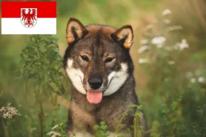 Read more about the article Shikoku breeders and puppies in Brandenburg