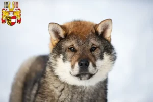 Read more about the article Shikoku breeders and puppies in Carinthia