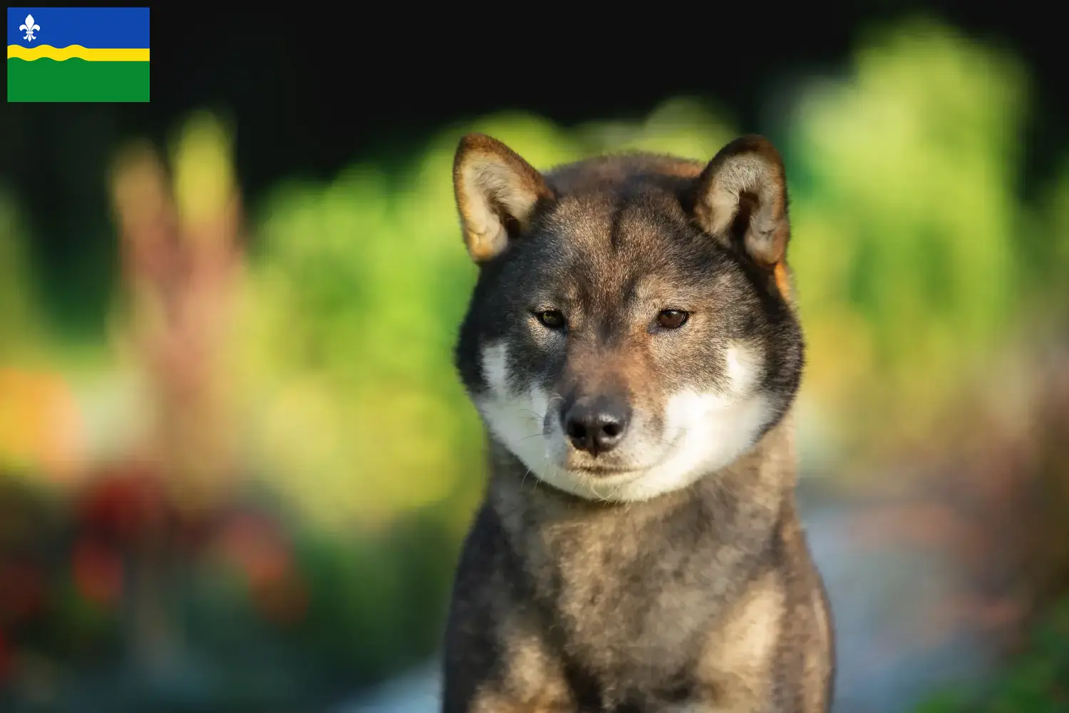 Shikoku puppies and breeders Flevoland Here you can find Shikoku breeders in Flevoland.