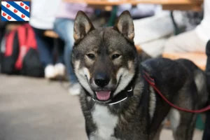 Read more about the article Shikoku breeders and puppies in Friesland