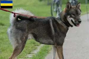 Read more about the article Shikoku breeders and puppies in Gelderland