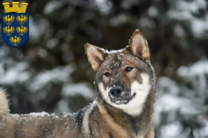 Read more about the article Shikoku breeders and puppies in Lower Austria