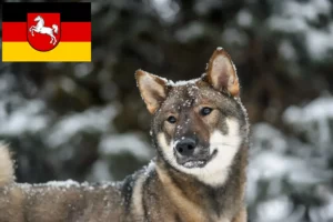 Read more about the article Shikoku breeders and puppies in Lower Saxony