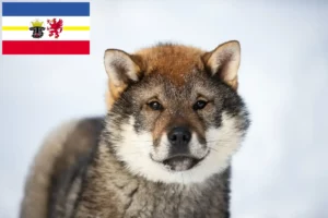 Read more about the article Shikoku breeders and puppies in Mecklenburg-Vorpommern