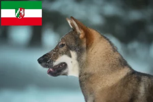 Read more about the article Shikoku breeders and puppies in North Rhine-Westphalia