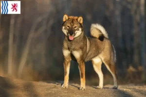 Read more about the article Shikoku breeders and puppies in Nouvelle-Aquitaine