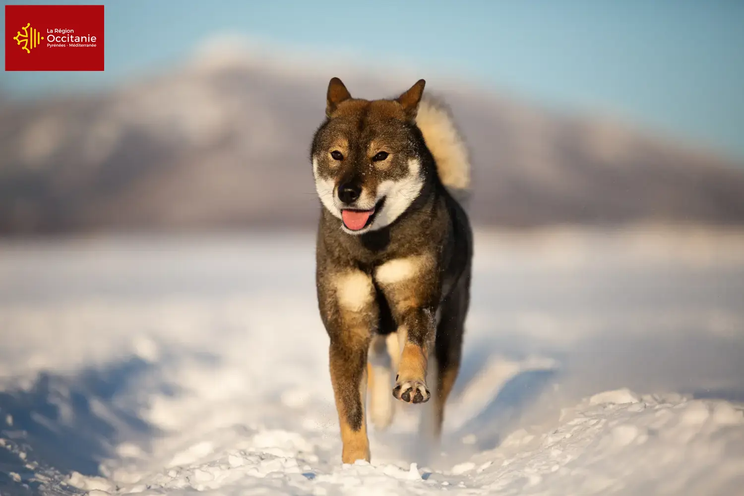 Shikoku puppies and breeders Occitania Here you can find Shikoku breeders in Occitania.