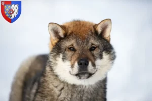 Read more about the article Shikoku breeders and puppies in Pays de la Loire