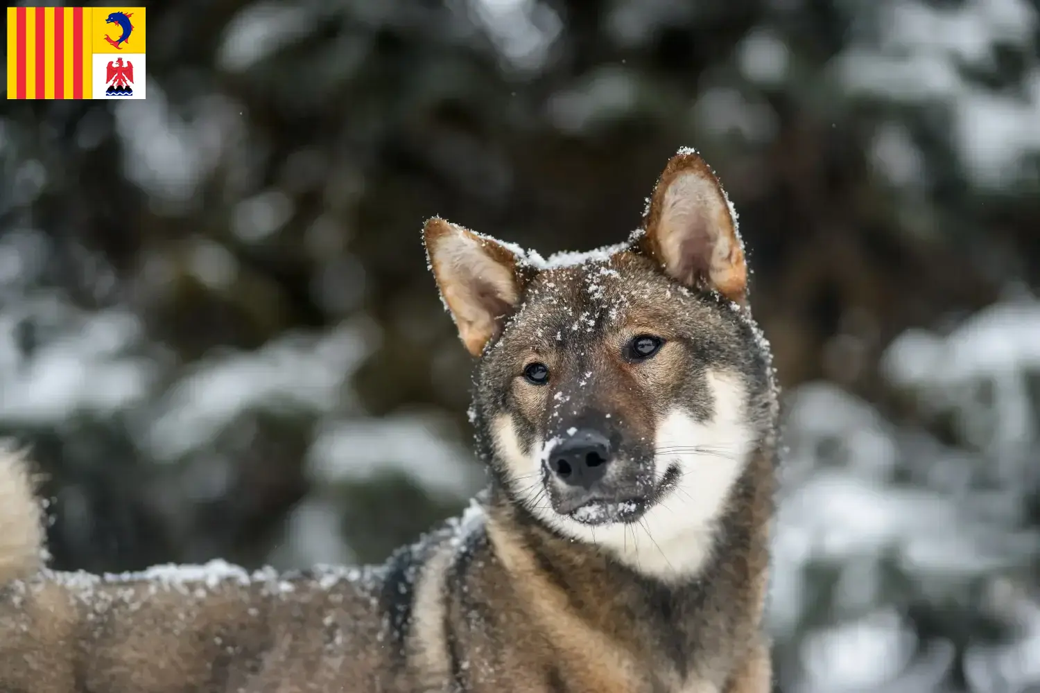 Shikoku puppies and breeders Provence-Alpes-Côte d'Azur Here you can find Shikoku breeders in Provence-Alpes-Côte d'Azur.