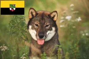 Read more about the article Shikoku breeders and puppies in Saxony-Anhalt