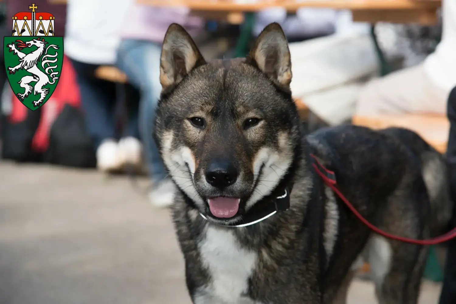 Read more about the article Shikoku breeders and puppies in Styria