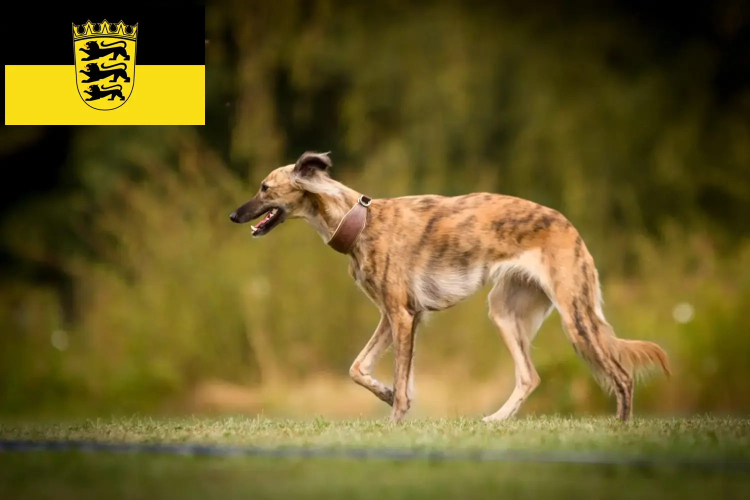 Silken Windsprite puppies and breeders Baden-Württemberg Here you can find Silken Windsprites breeders in Baden-Württemberg.