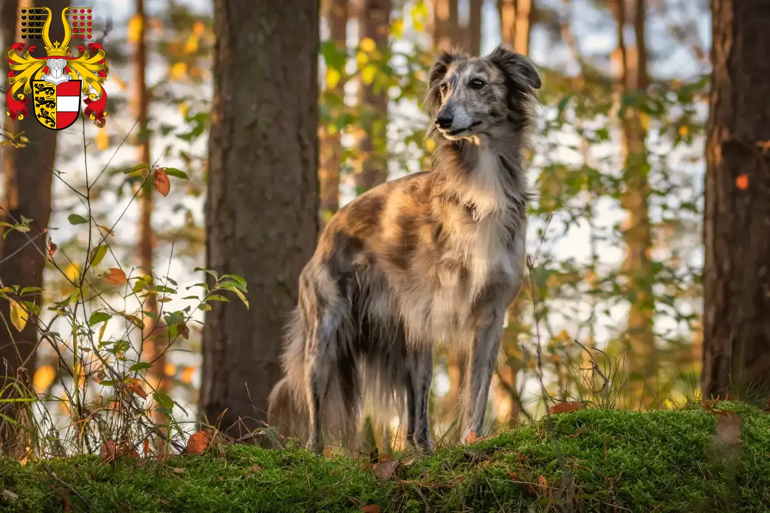 Silken Windsprite puppies and breeders Carinthia Here you can find Silken Windsprites breeders in Carinthia.