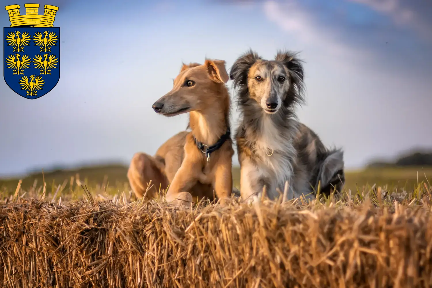 Silken Windsprite puppies and breeders Lower Austria Here you can find Silken Windsprites breeders in Lower Austria.