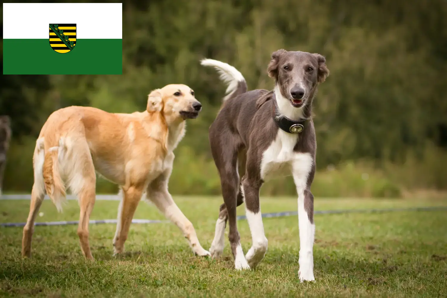 Silken Windsprite puppies and breeders Saxony Here you can find Silken Windsprites breeders in Saxony.