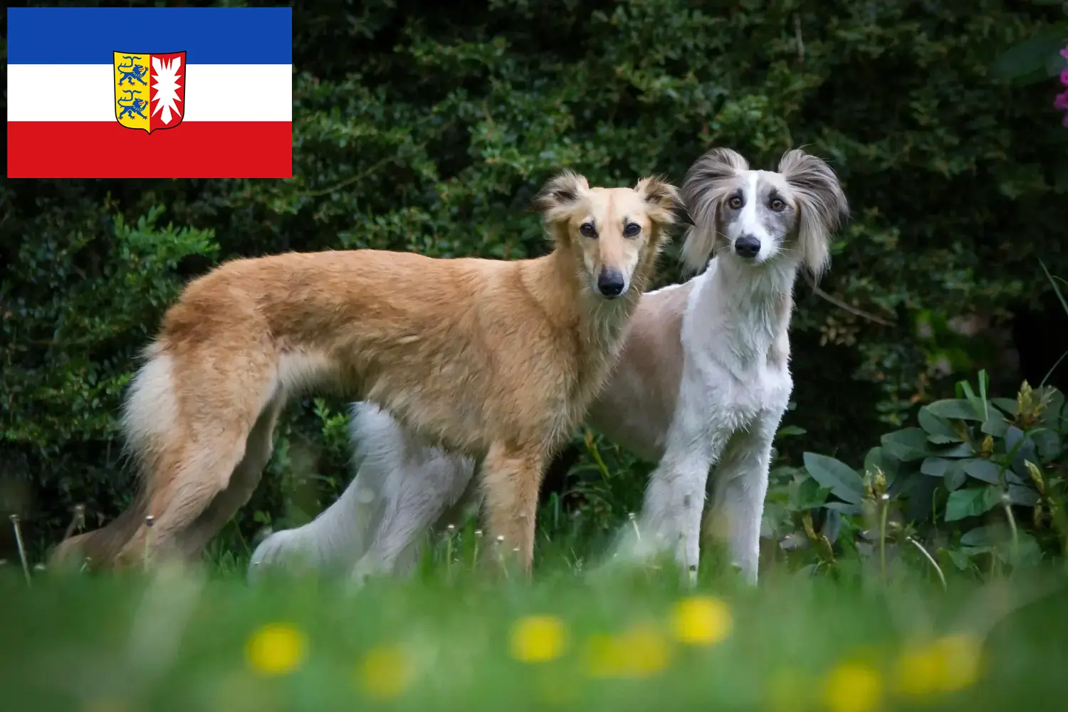 Silken Windsprite puppies and breeders Schleswig-Holstein Here you can find Silken Windsprites breeders in Schleswig-Holstein.