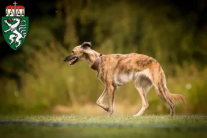 Read more about the article Silken Windsprite breeders and puppies in Styria