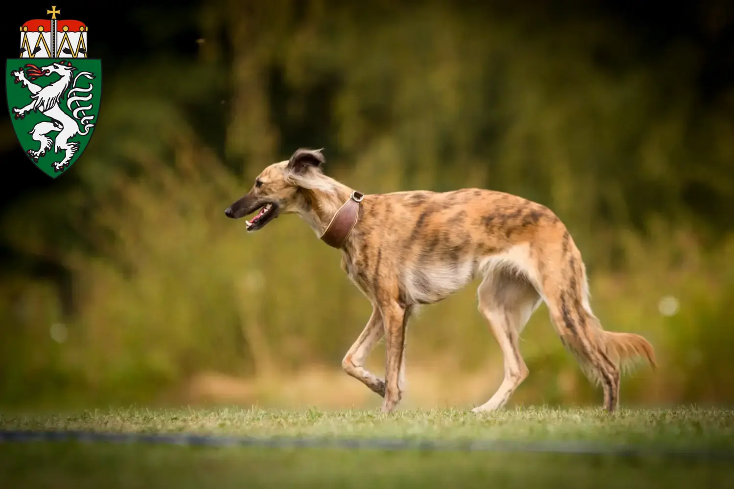 Read more about the article Silken Windsprite breeders and puppies in Styria
