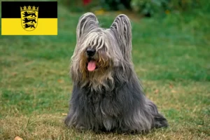 Read more about the article Skye Terrier breeders and puppies in Baden-Württemberg